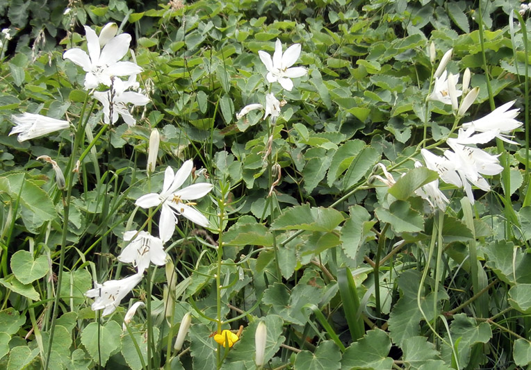 Anthericum liliago